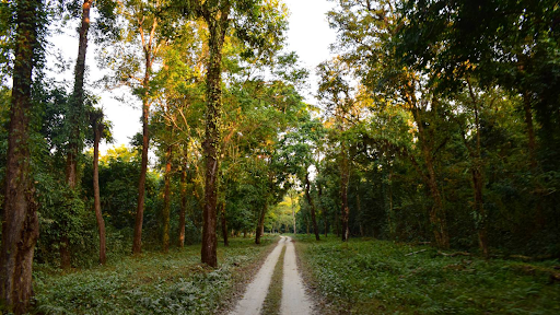 photo of Gorumara National Park